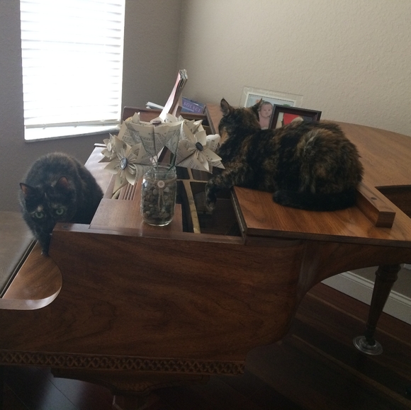 Meet your Posher, Calliecat - Picture 2 of 4